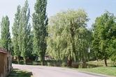 Lotouš