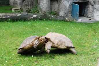 Liberecká ZOO - Dovádění želv ostrouhatých.